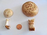 Neolentinus lepideus image