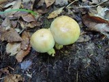 Russula grata image