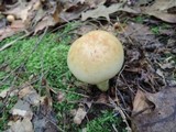 Russula grata image