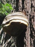 Fomitopsis officinalis image