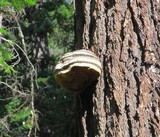 Fomitopsis officinalis image