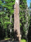 Fomitopsis officinalis image