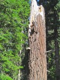 Fomitopsis officinalis image