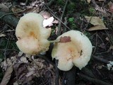 Russula fragrantissima image