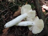 Russula fragrantissima image