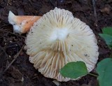 Lactarius hygrophoroides image