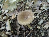 Lactarius lignyotus image