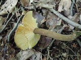 Lactarius lignyotus image