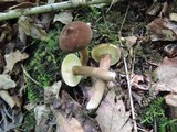 Lactarius lignyotus image
