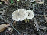 Amanita sect. Vaginatae image