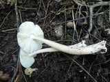 Amanita sect. Vaginatae image