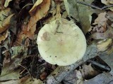 Russula heterophylla image