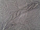 Pertusaria hymenea image