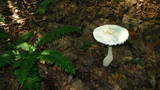 Amanita magniradix image