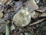Russula densifolia image