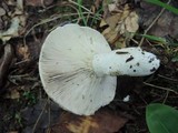 Russula densifolia image