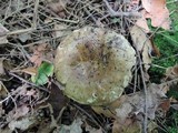 Russula densifolia image