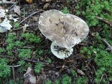 Russula albonigra image