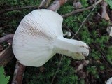 Russula albonigra image