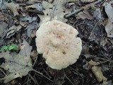 Lactarius chrysorrheus image