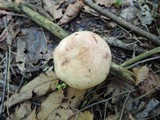 Lactarius chrysorrheus image