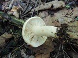 Lactarius chrysorrheus image