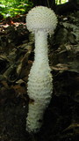 Amanita magniradix image