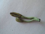 Microglossum nudipes image