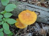 Gymnopilus luteus image