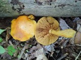 Gymnopilus luteus image