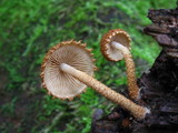 Flammulaster muricatus image