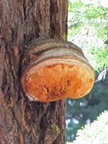 Fomitopsis officinalis image