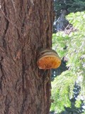 Fomitopsis officinalis image