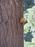 Fomitopsis officinalis image