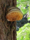 Fomitopsis officinalis image