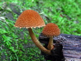 Flammulaster muricatus image