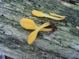 Microglossum rufum image