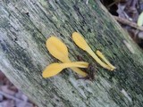 Microglossum rufum image