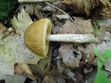 Leccinum pseudoscabrum image