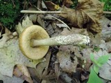 Leccinum pseudoscabrum image