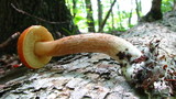Boletus longicurvipes image