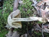 Leccinum pseudoscabrum image