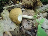 Leccinum pseudoscabrum image