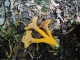 Cantharellus ignicolor image