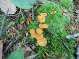 Cantharellus ignicolor image