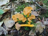 Cantharellus ignicolor image