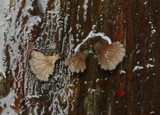 Schizophyllum umbrinum image