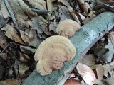 Hapalopilus rutilans image