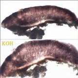 Tephromela atra var. atra image