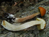Boletus longicurvipes image